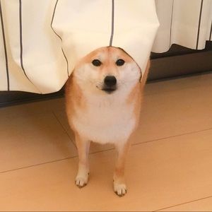 Meet your Posher, Thomas